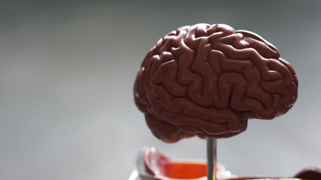 Un cervello simbolo della memoria