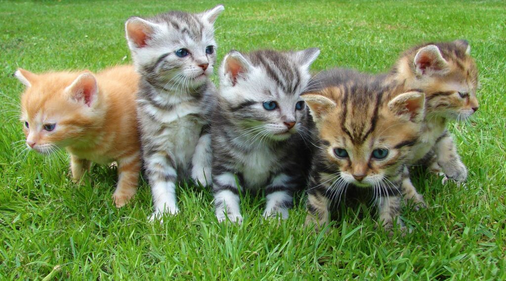 Scrivere la tesina senza paura: guida completa passo passo 2 A group of five cute kittens exploring and playing on lush green grass outdoors.